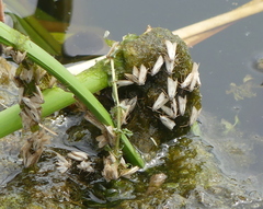 Acentria ephemerella