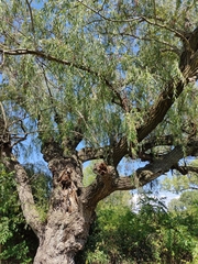 Salix babylonica