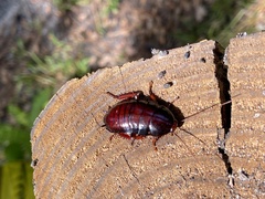 Eurycotis floridana