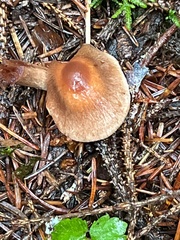 Cortinarius obtusus