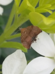 Choreutis