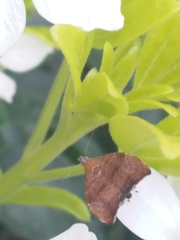 Choreutis