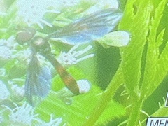 Ocyptamus fuscipennis