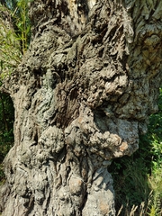 Salix babylonica