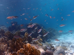 Azurina multilineata