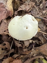 Amanita abrupta