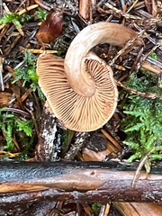 Cortinarius obtusus