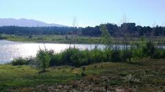 Meleagris gallopavo merriami