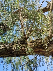 Salix babylonica