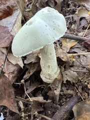 Amanita abrupta