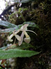 Epidendrum