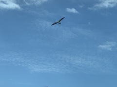 Elanoides forficatus