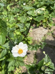 Eriocapitella hupehensis