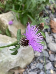 Centaurea nigrescens