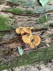Tricholomopsis decora