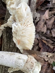 Amanita abrupta