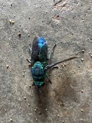 Chrysis smaragdula
