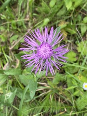 Centaurea nigrescens