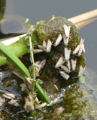 Acentria ephemerella