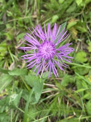 Centaurea nigrescens