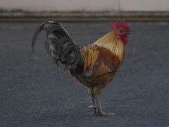 Gallus gallus domesticus