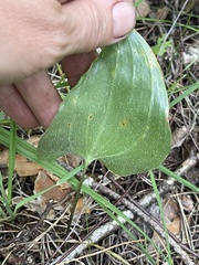 Maianthemum bifolium