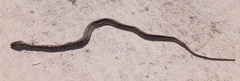 Thamnophis marcianus