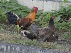 Gallus gallus domesticus