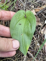 Maianthemum bifolium