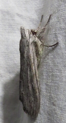 Cucullia intermedia