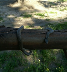 Macroprotodon brevis