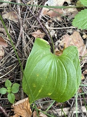 Maianthemum bifolium