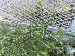 Leucaena leucocephala