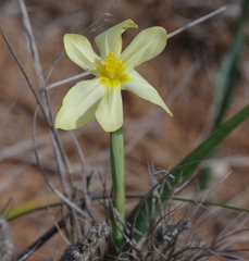 Moraea pallida