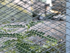 Leucaena leucocephala