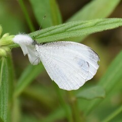 Leptosia nina