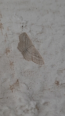 Idaea subsericeata