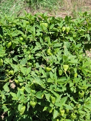 Physalis virginiana