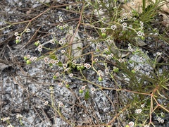 Euphorbia polyphylla