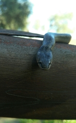 Macroprotodon brevis