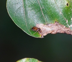 Deraeocoris lutescens