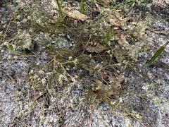 Euphorbia polyphylla