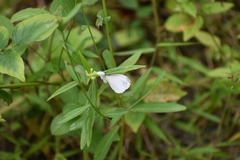 Leptosia nina