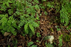Adiantum pedatum