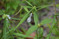 Leptosia nina
