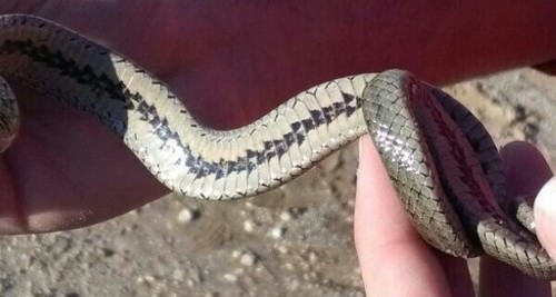 Iberian False Smooth Snake