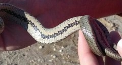 Macroprotodon brevis