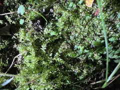 Plagiomnium cuspidatum