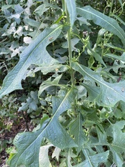 Lactuca canadensis
