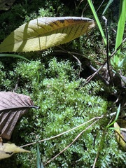 Plagiomnium cuspidatum